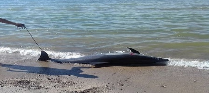 Encuentran delfín muerto en Miramar