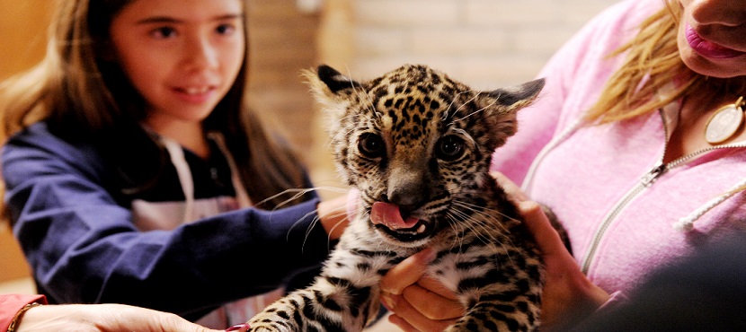 Convoca Centro Ecológico de Sonora a concurso “Ponle Nombre a Cría de Jaguar”