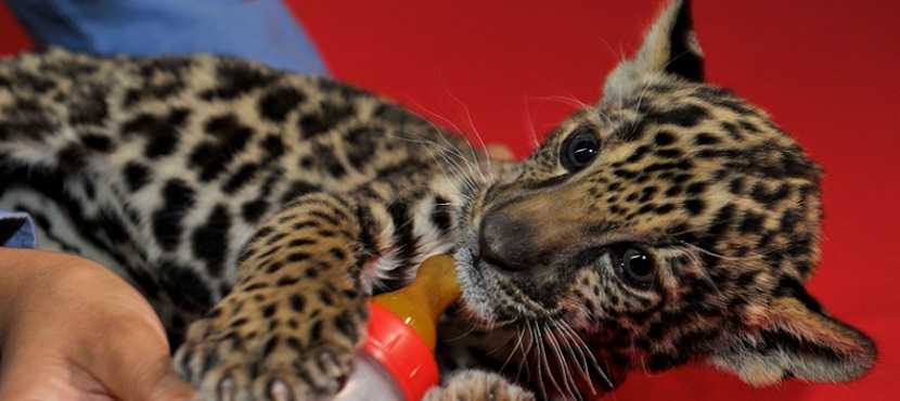 Convoca CEDES a ponerle nombre a jaguar