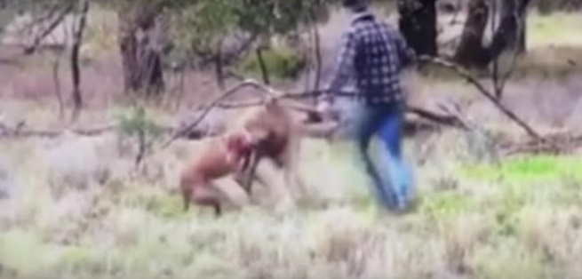 VIDEO Golpea a un canguro por ahorcar a un perro