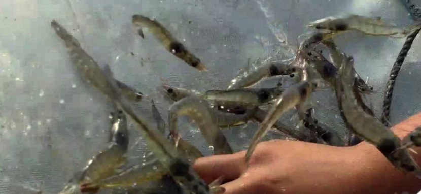 Sonora es líder a nivel nacional en cultivo de camarón