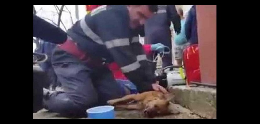 (VIDEO) Bombero resucita a perro tras incendio dándole respiración boca – hocico