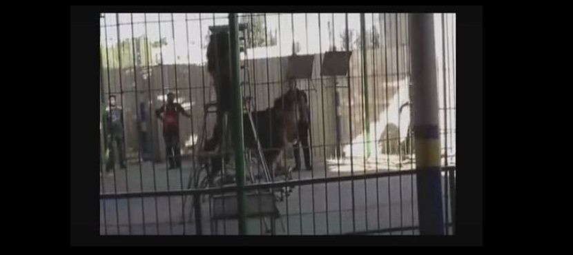 VIDEO León mata a domador en circo de Egipto