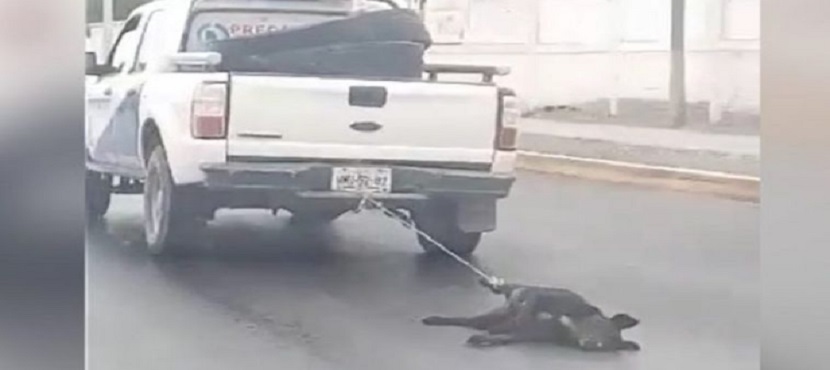¡VIDEO IMPACTANTE! Arrastran a un perrito con camioneta hasta matarlo