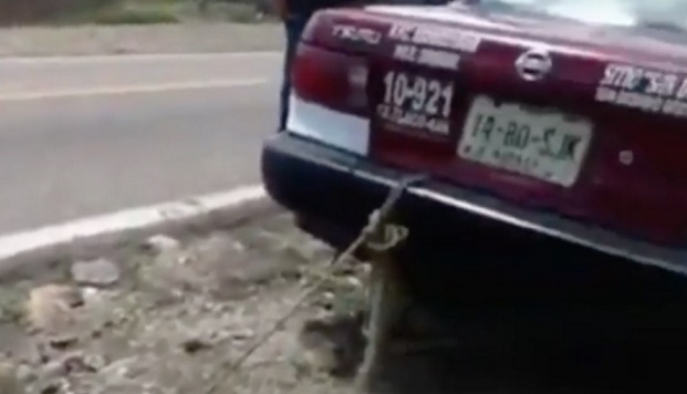 VIDEO Arrastra a perro con su auto como castigo “por comerse unos pollos”