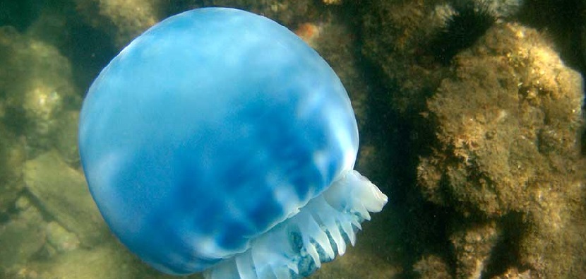 Explotan con éxito medusa bola de cañón en el Alto Golfo de California