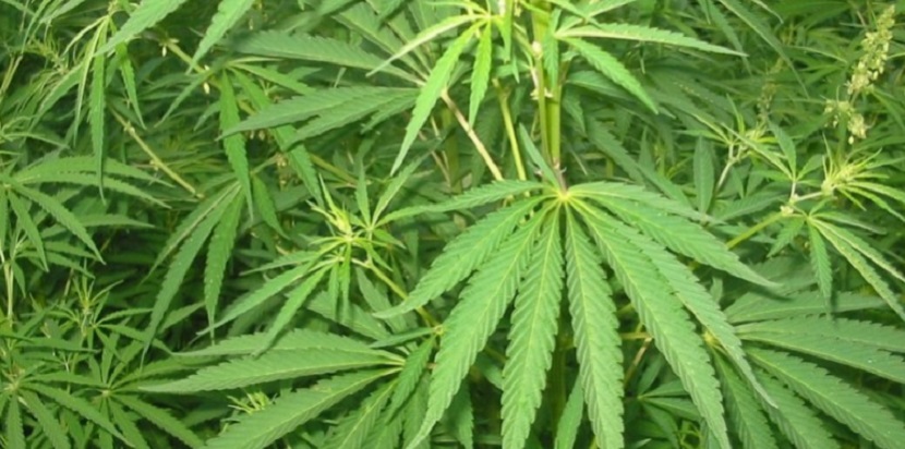 Desde hoy es legal el uso medicinal de la marihuana