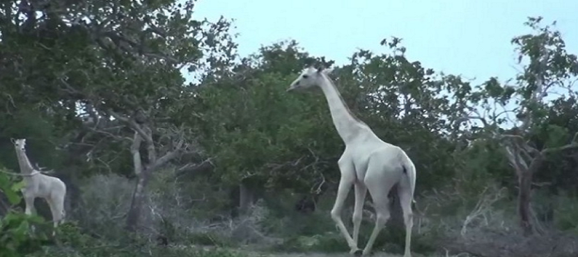 Descubren jirafas blancas en una reserva