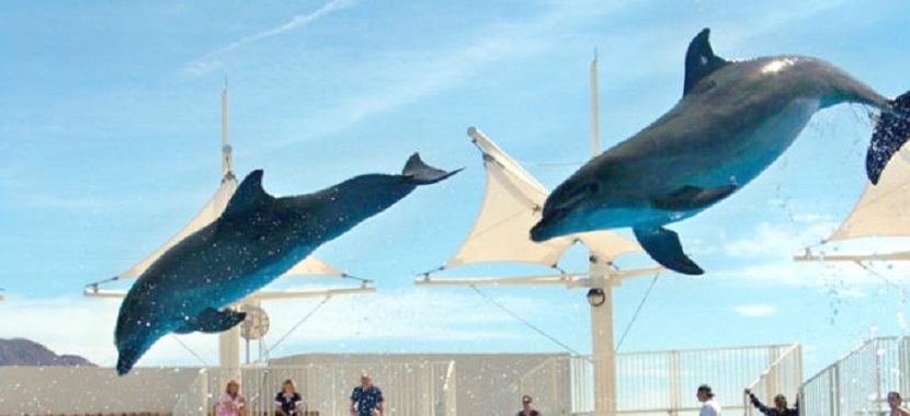 Se les muere delfín en Delfinario de San Carlos por causas desconocidas