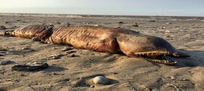 Tras el paso de Harvey por Texas es encontrada criatura extraña en la playa