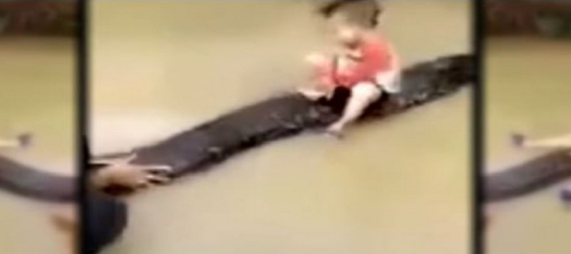 Video de niño de 3 años montado en pitón gigante se hace viral