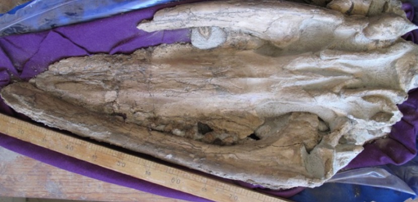 Científicos estudian un fósil de una ballena en Baja California Sur