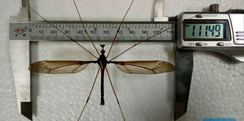 ¡Agárrense! Descubren el mosquito más grande del mundo
