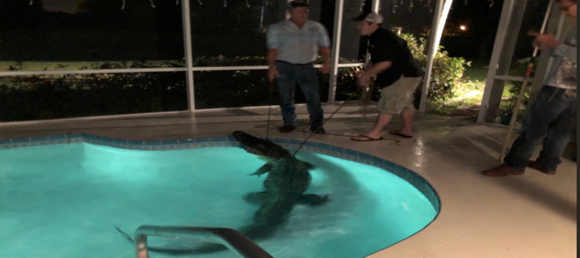 Encuentran cocodrilo gigante en la piscina de su casa