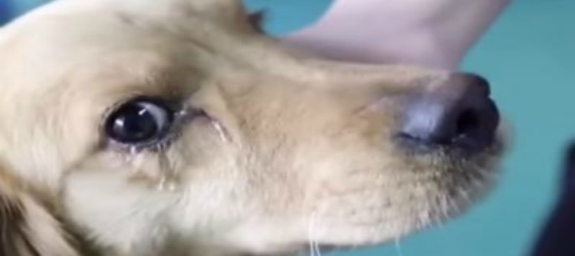 Perrito llora luego de ser rescatado de un mercado de carne en China
