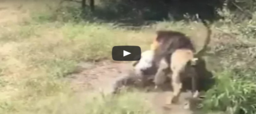León ataca a su cuidador y lo arrastra por el cuello (VIDEO)