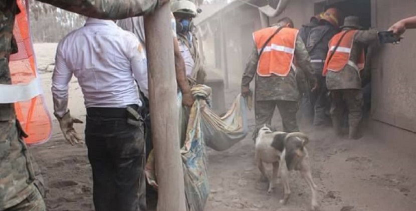 Perro guía a soldados a su familia sepultada por Volcán de Fuego