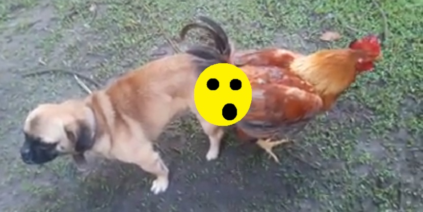 VIDEO PERTURBADOR Perro y gallo se quedan pegados