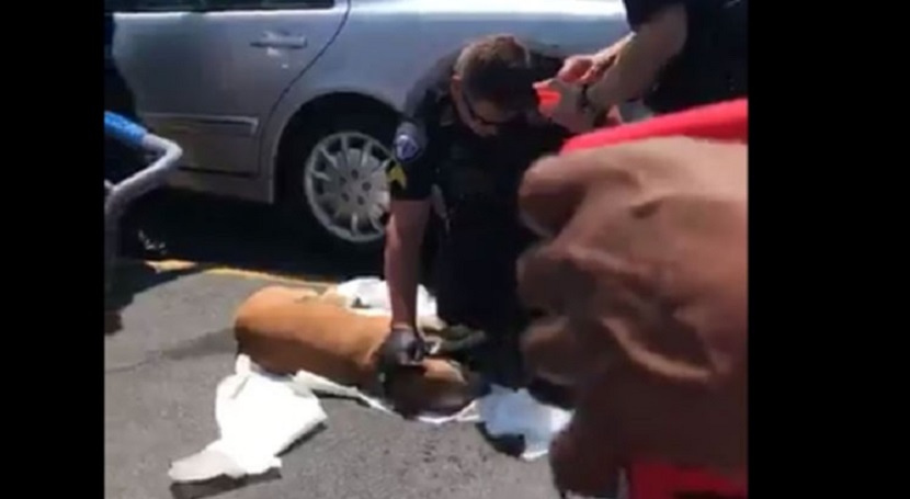 Perro muere por calor luego de que su dueña lo dejara encerrado en el auto