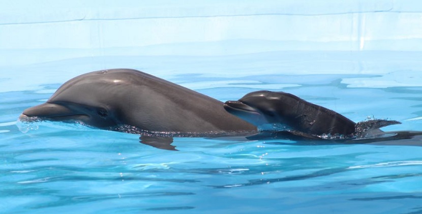 Nace una cría de delfín en el delfinario Sonora