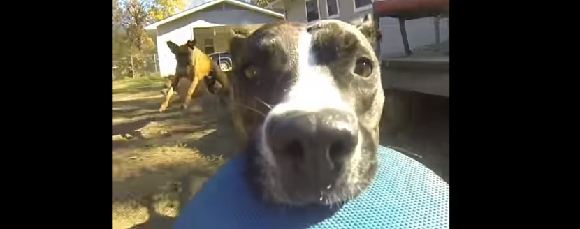 (VIDEO) Perro roba cámara gopro y graba su persecución