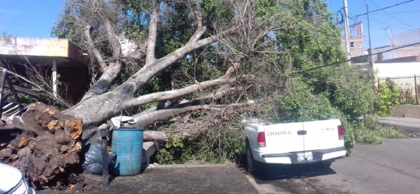 Se trabaja en los daños ocasionados por los fuertes vientos y lluvias en Cajeme
