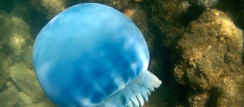 Pescan más de 60 mil toneladas de medusa “bola de cañón”