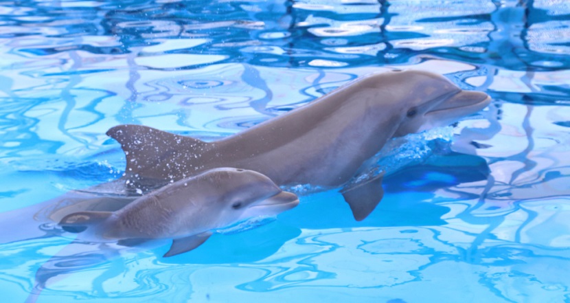 Presenta buen estado de salud cría delfín, próximamente se le dará nombre