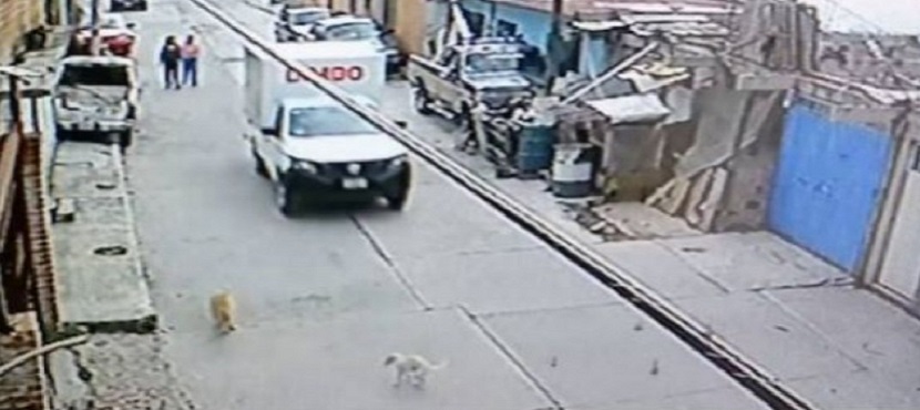 Circula video de repartidor Bimbo atropellando perrito