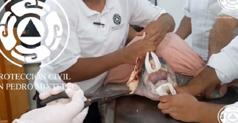 Retiran cuchara de plástico de la nariz de tortuga en playas mexicanas