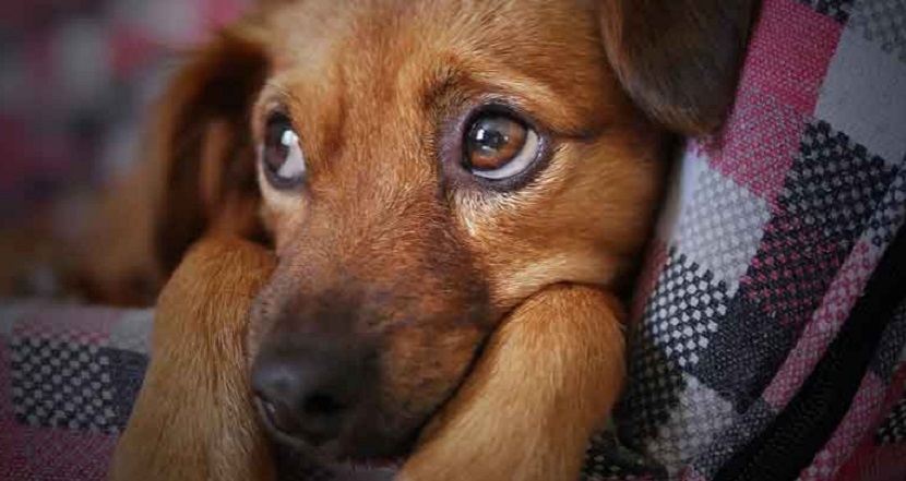 Desmantelan el mayor matadero de perros para consumo humano en Corea
