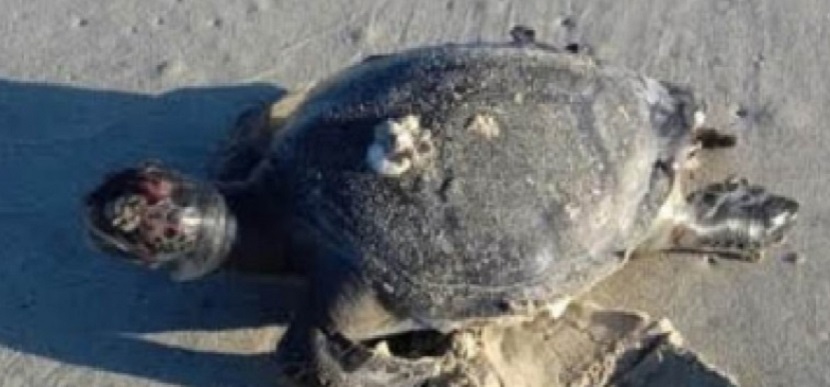 Salvar a las tortugas marinas va más allá de evitar el uso de popotes