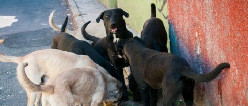 Legalizan sacrificar a perros callejeros en Argentina