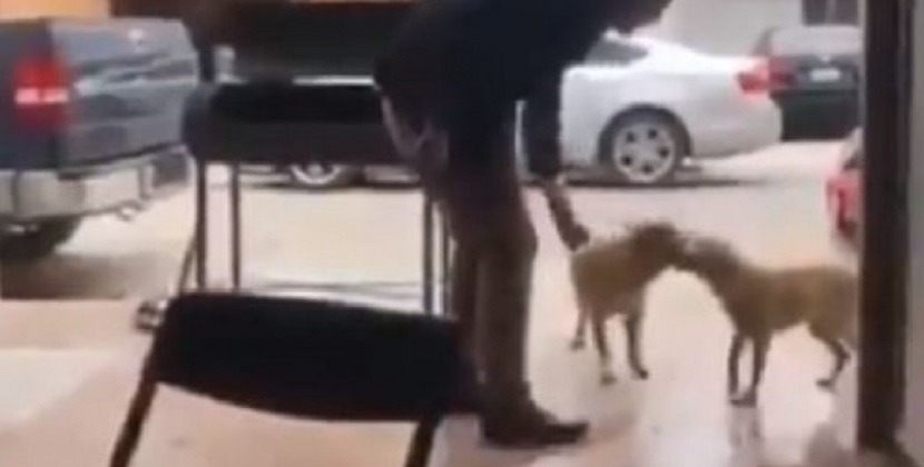 ¡VIDEO INSÓLITO! Hombre mata a perrito y lo divulga en redes