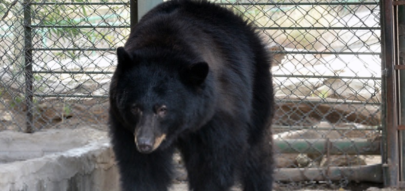 Presenta Centro Ecológico de Sonora a Chukul, un oso negro
