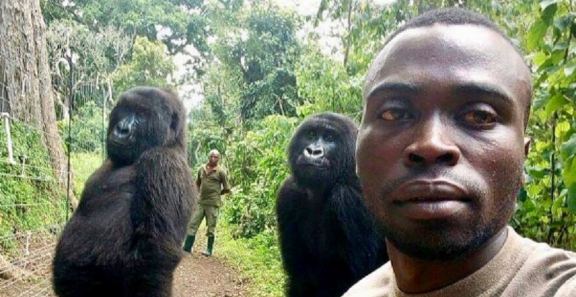 Gorilas posan para selfie