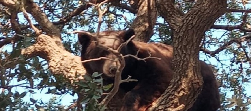 Salvan oso adulto en operativo conjunto en Agua Prieta