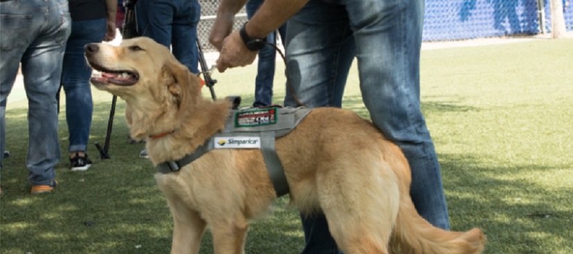 Tiene Sonora héroes caninos, entrenados para detectar COVID-19