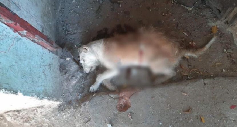 Muere mascota de vivienda baleada en Cócorit