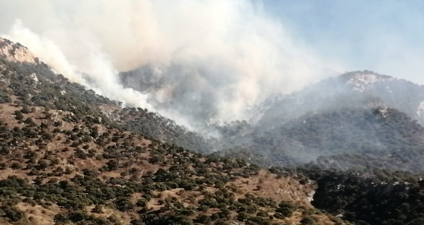 Trabajamos para contener el incendio forestal en la sierra alta: Alfonso Durazo