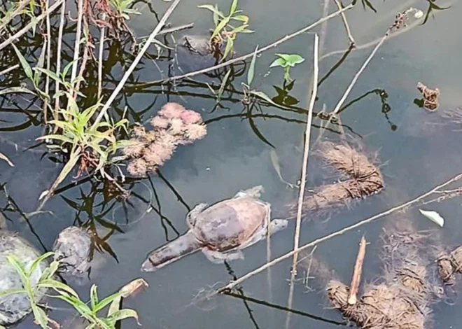 Llamado urgente: Protección Civil alerta sobre redes de pesca en el Canal Bajo