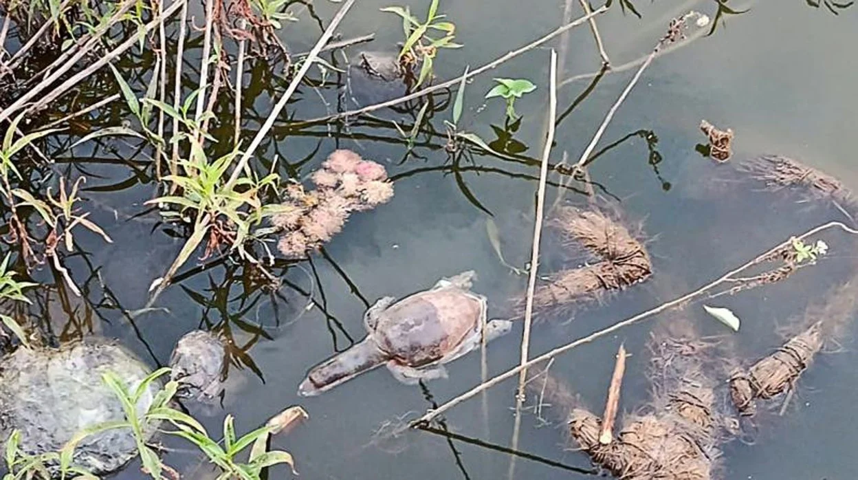 Llamado urgente: Protección Civil alerta sobre redes de pesca en el Canal Bajo