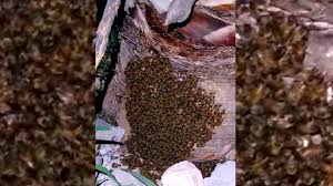 Evacúan la Secundaria 56 por panal de abejas; saldo estable