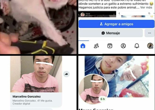 ¿Video de crueldad contra un gatito en México? Una usuaria denuncia y pide justicia; especialistas internacionales cuestionan el origen