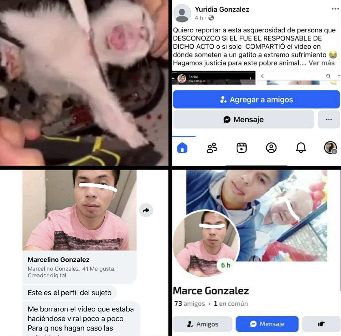 ¿Video de crueldad contra un gatito en México? Una usuaria denuncia y pide justicia; especialistas internacionales cuestionan el origen