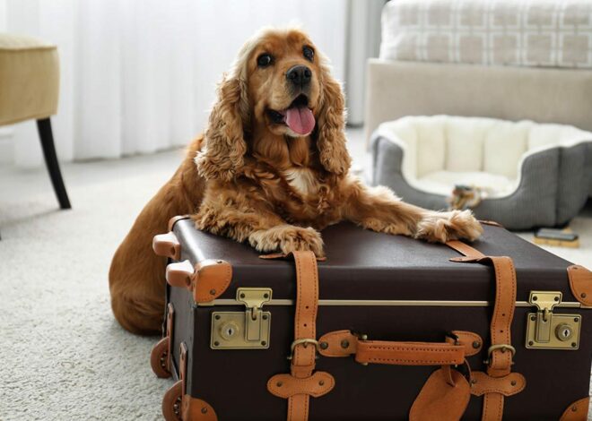 Adopciones Cajeme aplaude nueva ley que protege a familias y dueños de mascotas