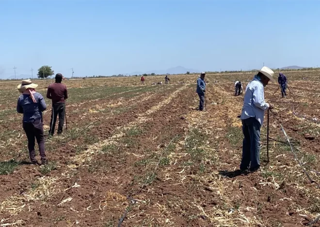 Productores del sur de Sonora fijan postura ante movilizaciones nacionales