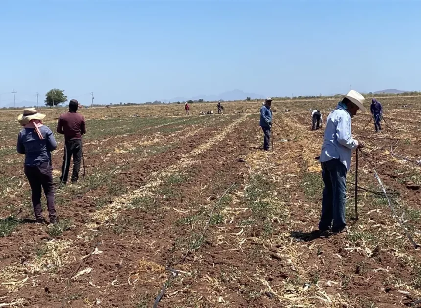 Productores del sur de Sonora fijan postura ante movilizaciones nacionales