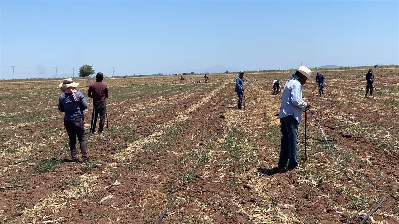 Productores del sur de Sonora fijan postura ante movilizaciones nacionales