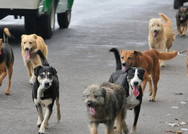Vecinos denuncian ataques de una jauría que ha matado varios gatos en Ciudad Obregón